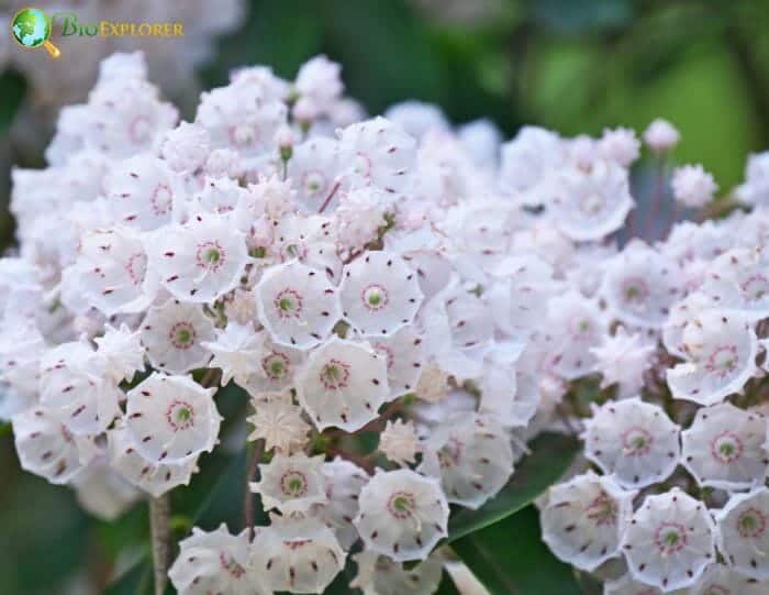 Kalmia