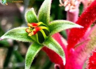 Kangaroo Paw