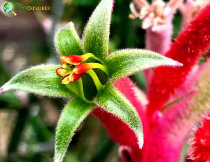 Kangaroo Paw
