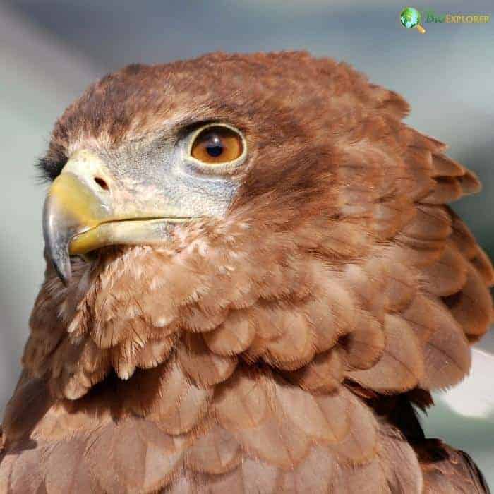 Kinds of Eagles Kinds of Eagles