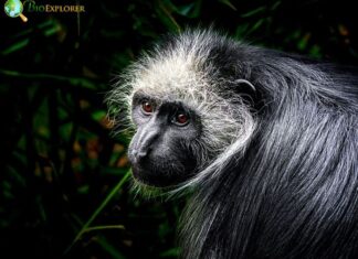 King Colobus