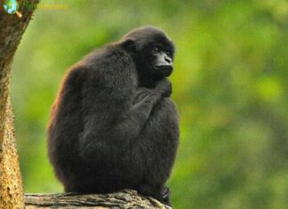 Kloss's Gibbon