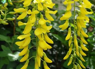 Laburnum
