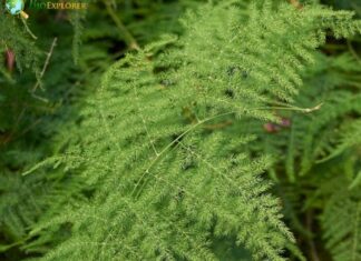 Lace Fern