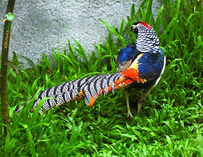 Lady Amherst's pheasant standing in grass showing black and white patterned tail, blue wings, red crest, and long tail feathers