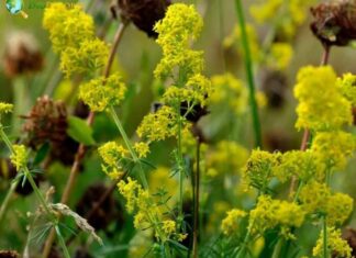 Lady’s Bedstraw