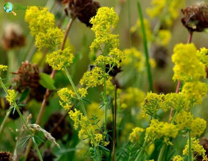 Lady's Bedstraw