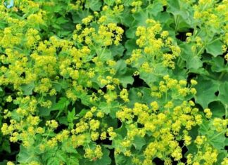 Lady’s Mantle