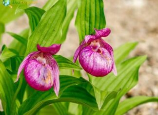 Lady’s Slipper
