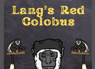 Lang’s Red Colobus