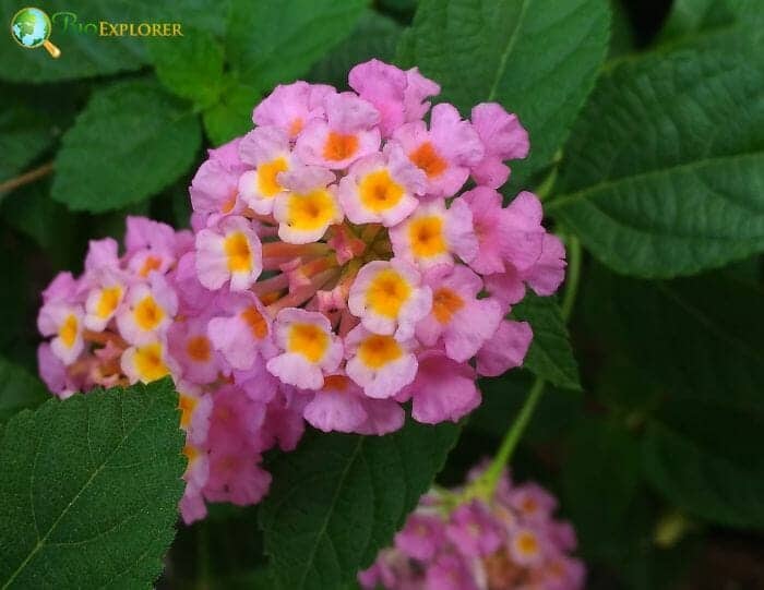 Lantana