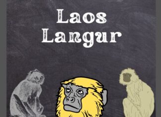 Laotian Langur