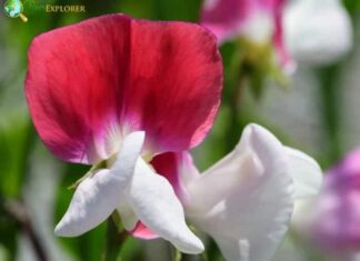 Lathyrus odoratus