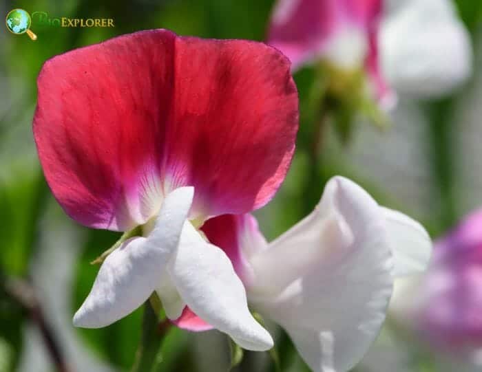 Lathyrus odoratus