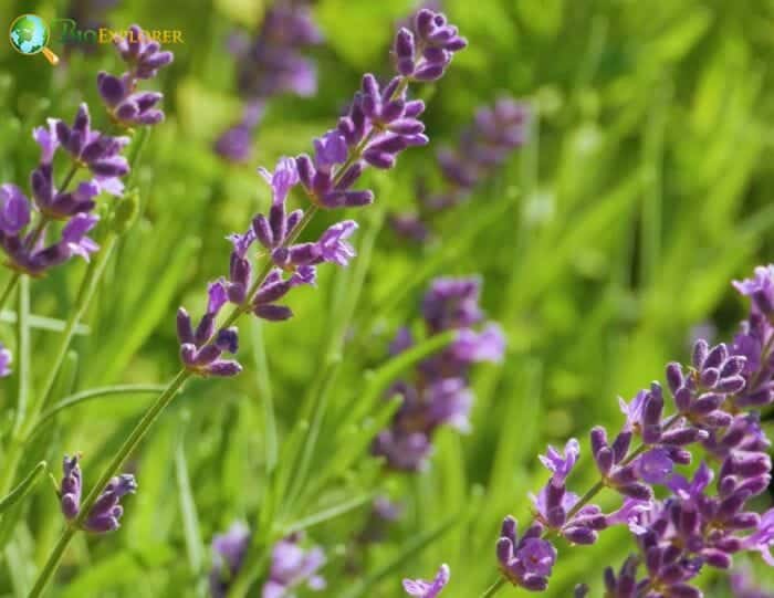 Lavandula Flowers Lavandula Flowers