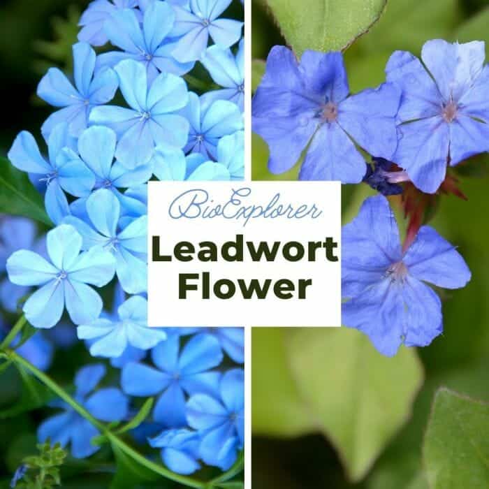 Leadwort Leadwort