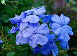 Leadwort
