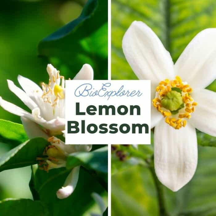 Lemon Blossom Lemon Blossom