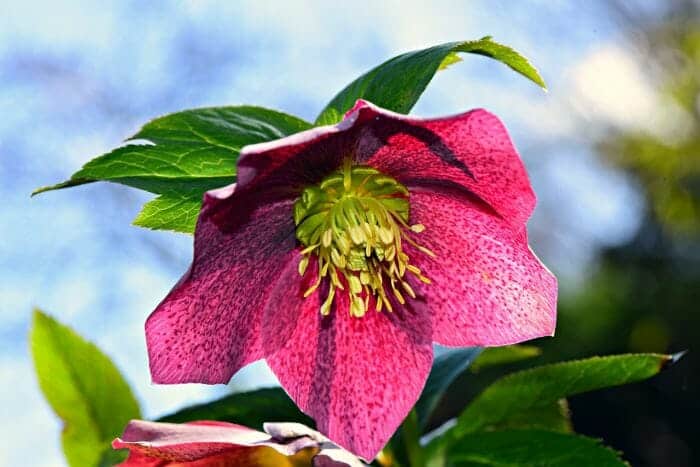 Lenten Rose Lenten Rose