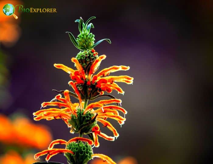 Leonotis Ocymifolia Leonotis Ocymifolia