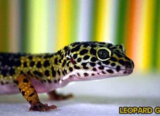 All You Need To Know About Leopard Geckos