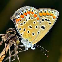 Lepidopterology (Butterflies)