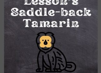 Lesson’s Saddle-Back Tamarin