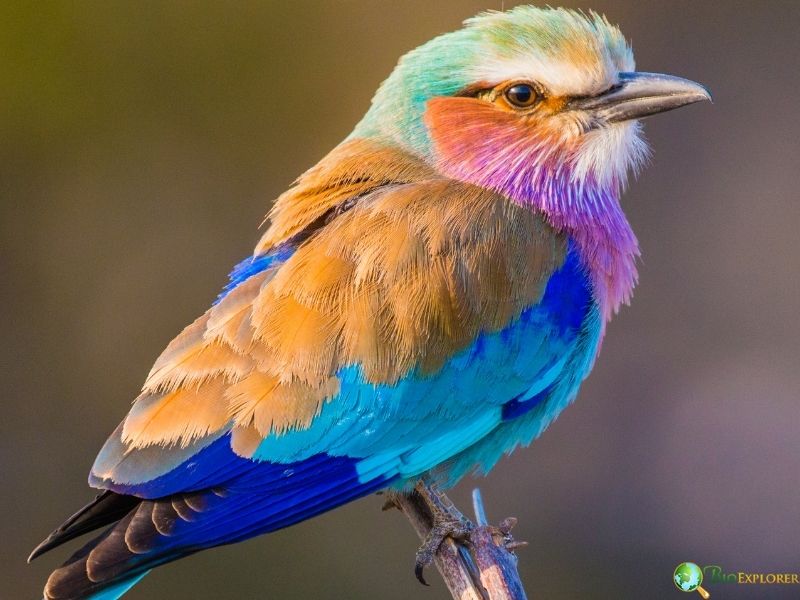 Lilac-breasted roller perched upright with turquoise wings, lilac chest, and warm brown back feathers