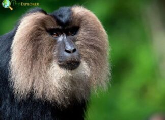 Lion-Tailed Macaque