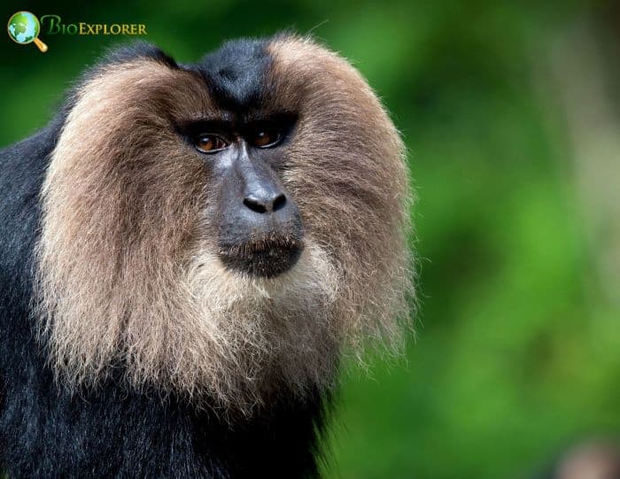 Lion-Tailed Macaque