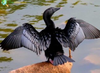Little Cormorant