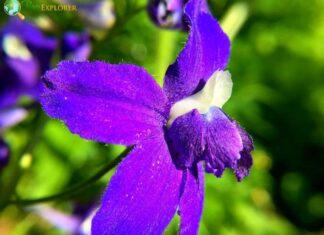 Little Larkspur