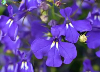 Lobelia