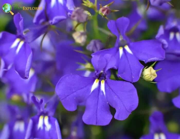 Lobelia
