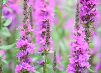 Loosestrife