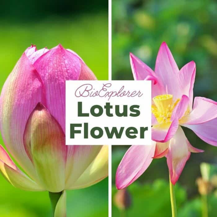 Lotus Lotus