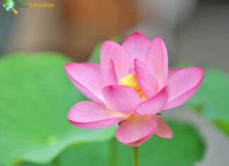 Lotus Flower