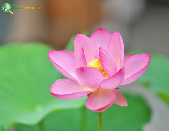 Lotus Flower