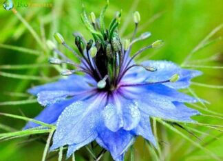 Love-in-a-Mist