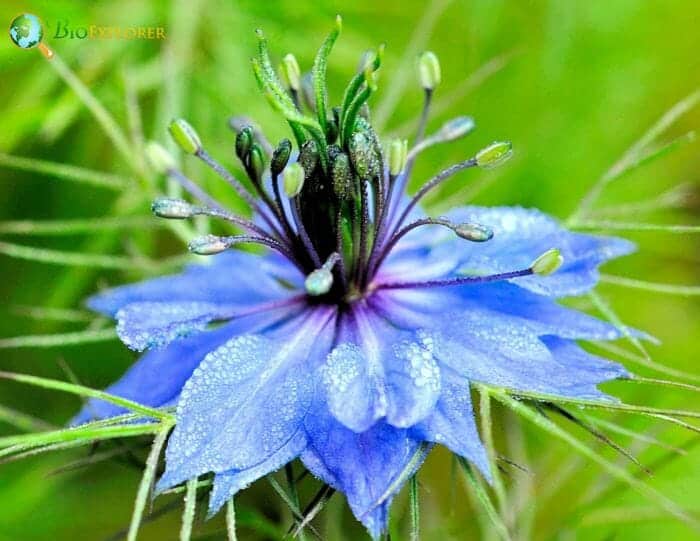 Love-in-a-Mist