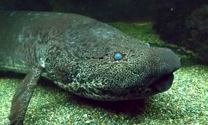 Lungfish Lungfish