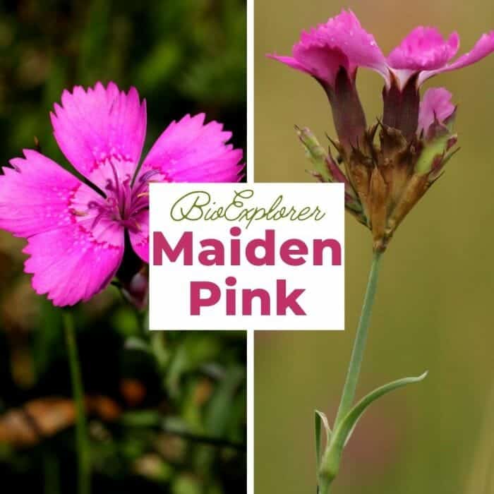 Maiden Pink Maiden Pink