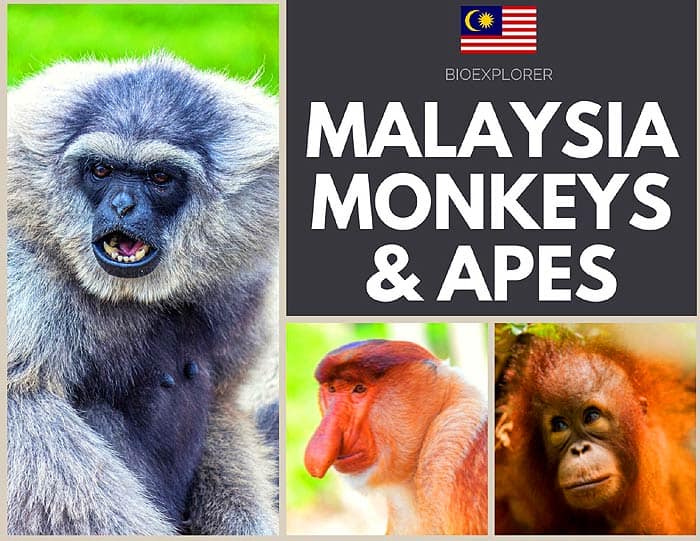 Malaysian Monkeys