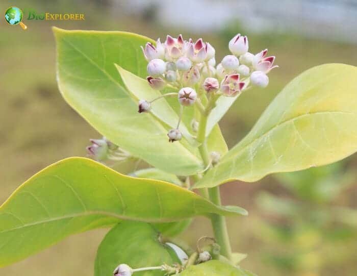 Manchineel