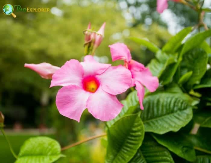 Mandevilla