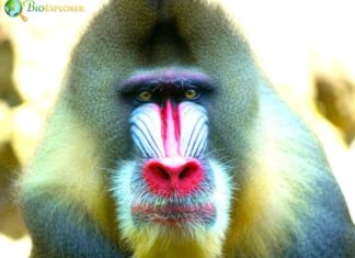 Types of Rainforest Monkeys