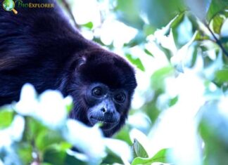 Mantled Howler Monkey