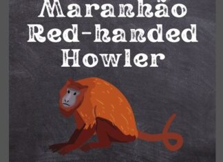 Maranhão Red-Handed Howler