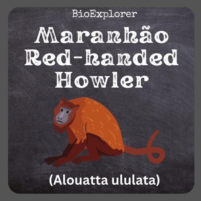 Maranhão Red-Handed Howler