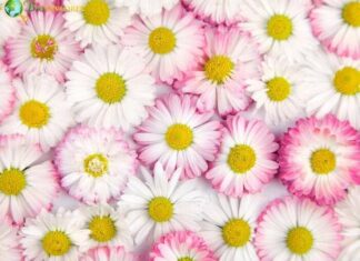 Marguerite Daisy